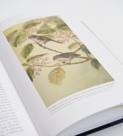 Potton & Burton Homewares Birdstories | By Geoff Norman