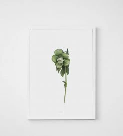 Father Rabbit Limited Father Rabbit | Hellebore Print Homewares