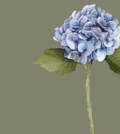 Father Rabbit Limited Homewares Father Rabbit | Hydrangea Print | Khaki