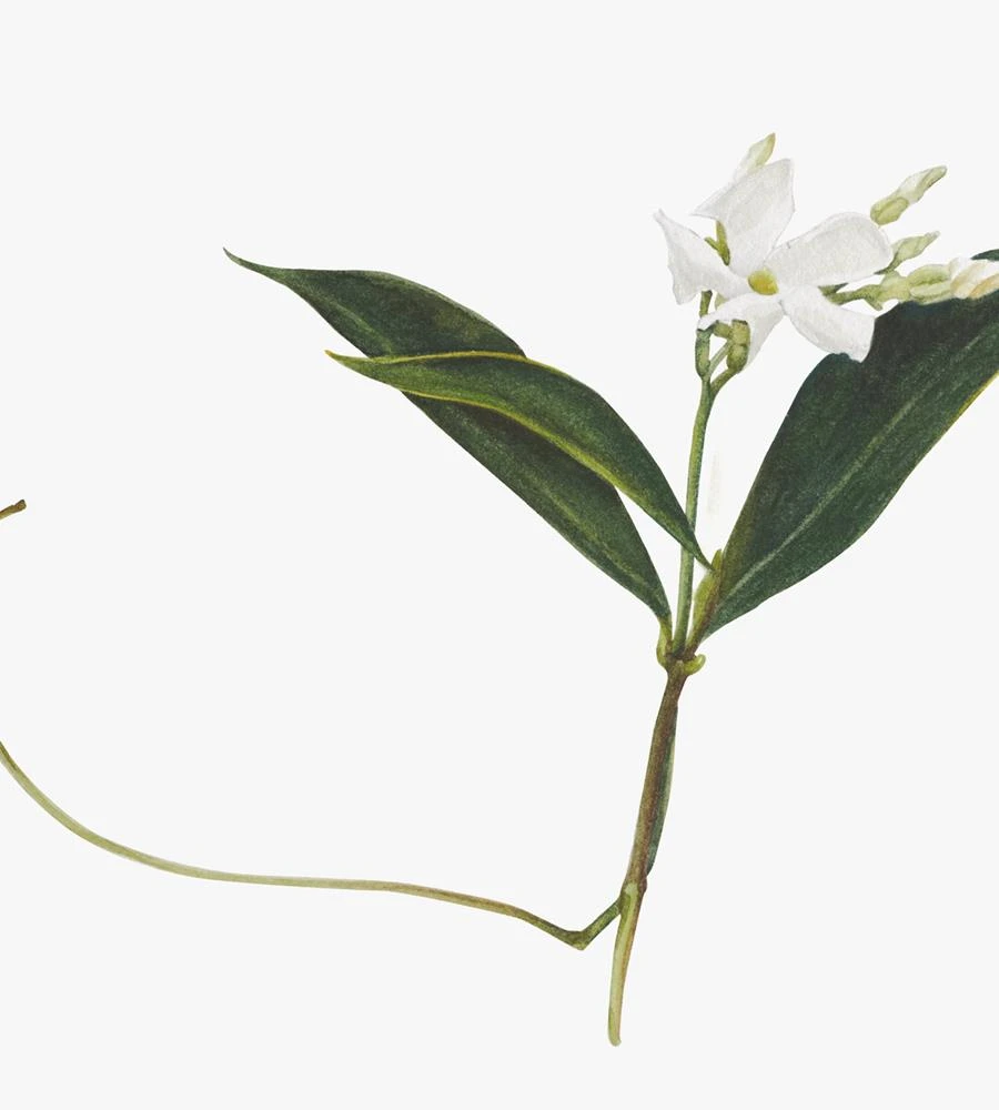 Father Rabbit Limited Father Rabbit | Jasmine Print Homewares