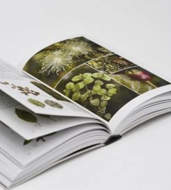 Potton & Burton Field Guide To New Zealand's Native Trees | By John Dawson & Rob Lucas
