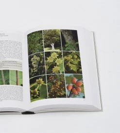 Potton & Burton Field Guide To New Zealand's Native Trees | By John Dawson & Rob Lucas
