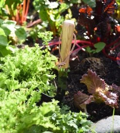 Father Rabbit Garden Tools Homewares Garden Tool | Paving Weeder