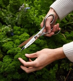 Homewares Pallares Master Kitchen Stainless Steel Scissors | 8