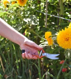 Homewares Pallares Pruning Shears | Vintage Scissor Curve Style | 19cm Carbon Steel